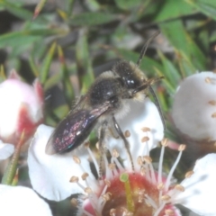 Leioproctus sp. (genus) at Tinderry Mountains - suppressed