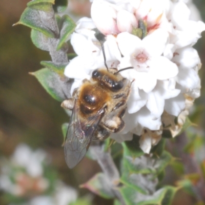 Leioproctus (Leioproctus) amabilis (A plaster bee) at Tinderry Mountains - 16 Nov 2023 by Harrisi