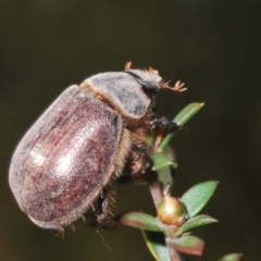 Colpochila sp. (genus) (Scarab or Chafer) at Black Mountain - 18 Nov 2023 by Harrisi