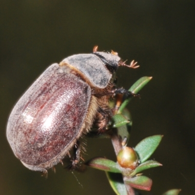 Colpochila sp. (genus) (Scarab or Chafer) at Black Mountain - 18 Nov 2023 by Harrisi