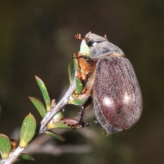 Colpochila sp. (genus) at Black Mountain - 18 Nov 2023