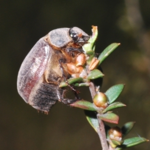 Colpochila sp. (genus) at Black Mountain - 18 Nov 2023