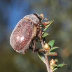 Colpochila sp. (genus) at Black Mountain - 18 Nov 2023