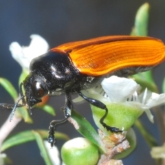 Castiarina rufipennis (Jewel beetle) at Black Mountain - 18 Nov 2023 by Harrisi
