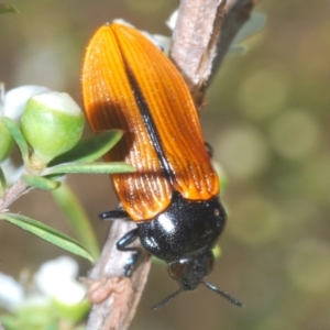 Castiarina rufipennis at Black Mountain - 18 Nov 2023 06:42 PM