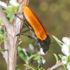 Castiarina rufipennis at Black Mountain - 18 Nov 2023 06:42 PM