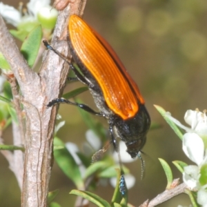 Castiarina rufipennis at Black Mountain - 18 Nov 2023 06:42 PM