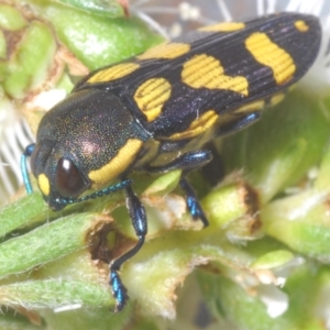 Castiarina octospilota at Black Mountain - 18 Nov 2023 06:01 PM