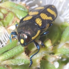 Castiarina octospilota at Black Mountain - 18 Nov 2023