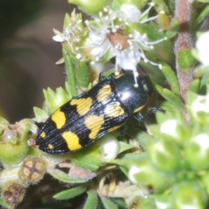 Castiarina octospilota at Black Mountain - 18 Nov 2023