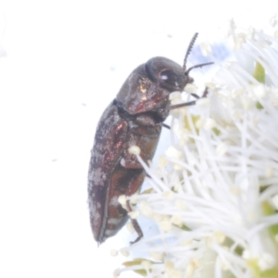 Diphucrania sp. (genus) (Jewel Beetle) at Black Mountain - 19 Nov 2023 by Harrisi