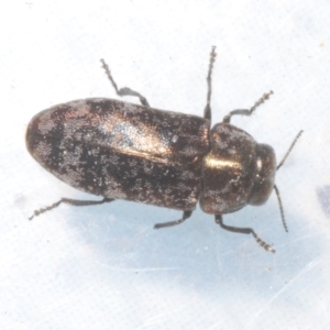 Diphucrania sp. (genus) at Black Mountain - 19 Nov 2023