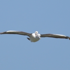 Pelecanus conspicillatus at Cleveland, QLD - 13 Nov 2023