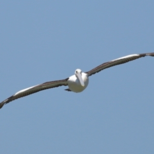 Pelecanus conspicillatus at Cleveland, QLD - 13 Nov 2023