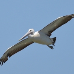 Pelecanus conspicillatus at Cleveland, QLD - 13 Nov 2023