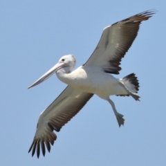 Pelecanus conspicillatus at Cleveland, QLD - 13 Nov 2023