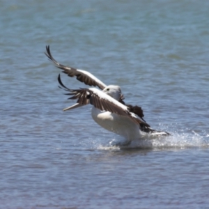 Pelecanus conspicillatus at Cleveland, QLD - 13 Nov 2023