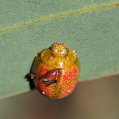Paropsisterna fastidiosa (Eucalyptus leaf beetle) at Piney Ridge - 17 Nov 2023 by Miranda
