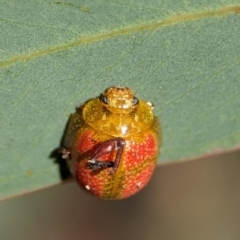 Paropsisterna fastidiosa (Eucalyptus leaf beetle) at Block 402 - 18 Nov 2023 by Miranda