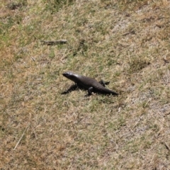 Egernia cunninghami (Cunningham's Skink) at Rendezvous Creek, ACT - 17 Nov 2023 by VanceLawrence