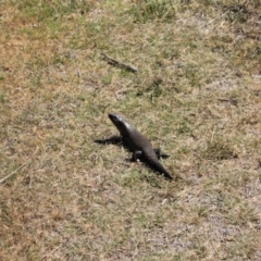 Egernia cunninghami at Namadgi National Park - 18 Nov 2023 09:14 AM