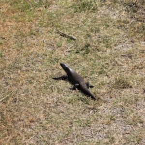 Egernia cunninghami at Namadgi National Park - 18 Nov 2023 09:14 AM