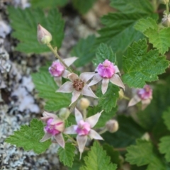 Rubus parvifolius at Namadgi National Park - 18 Nov 2023