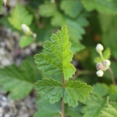 Rubus parvifolius at Namadgi National Park - 18 Nov 2023 08:24 AM