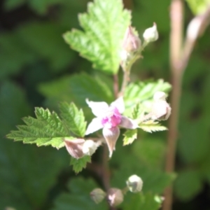 Rubus parvifolius at Namadgi National Park - 18 Nov 2023