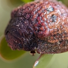 Trachymela rugosa (Brown button beetle) at Block 402 - 17 Nov 2023 by Miranda