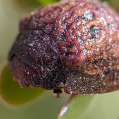 Trachymela sp. (genus) (Brown button beetle) at Bluetts Block Area - 17 Nov 2023 by Miranda