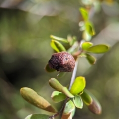 Trachymela sp. (genus) at Block 402 - 18 Nov 2023