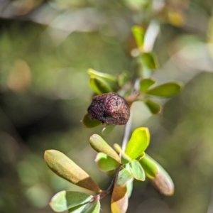 Trachymela sp. (genus) at Block 402 - 18 Nov 2023