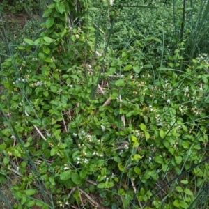 Lonicera japonica at Lions Youth Haven - Westwood Farm A.C.T. - 14 Nov 2023 04:17 PM