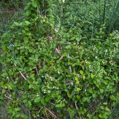 Lonicera japonica (Japanese Honeysuckle) at Lions Youth Haven - Westwood Farm - 14 Nov 2023 by HelenCross