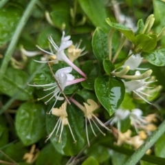 Lonicera japonica at Lions Youth Haven - Westwood Farm A.C.T. - 14 Nov 2023