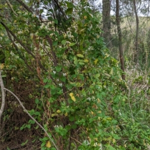 Lonicera japonica at Lions Youth Haven - Westwood Farm A.C.T. - 14 Nov 2023 04:17 PM