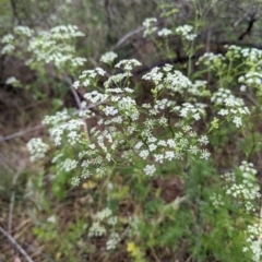 Conium maculatum (Hemlock) at Bullen Range - 14 Nov 2023 by HelenCross