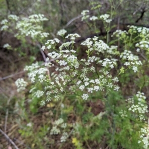 Conium maculatum at Bullen Range - 14 Nov 2023 04:59 PM