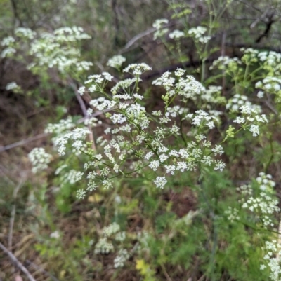 Conium maculatum (Hemlock) at Tuggeranong, ACT - 14 Nov 2023 by HelenCross