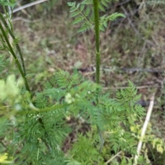 Conium maculatum at Bullen Range - 14 Nov 2023