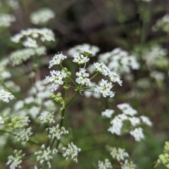 Conium maculatum at Bullen Range - 14 Nov 2023 04:59 PM