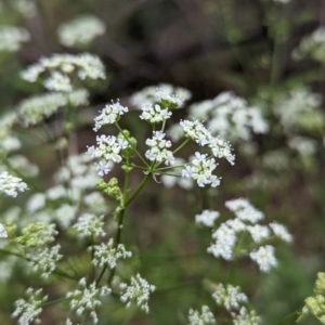 Conium maculatum at Bullen Range - 14 Nov 2023