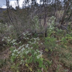 Conium maculatum at Bullen Range - 14 Nov 2023