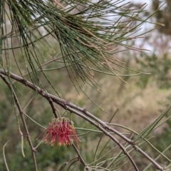 Amyema cambagei (Sheoak Mistletoe) at Tuggeranong, ACT - 14 Nov 2023 by HelenCross