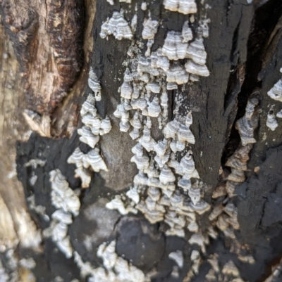 Stereum sp. at Rendezvous Creek, ACT - 18 Nov 2023 by jeremyahagan