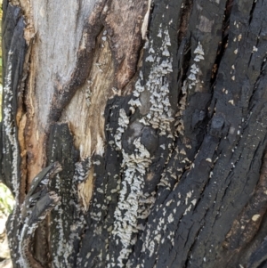 Stereum sp. at Namadgi National Park - 18 Nov 2023