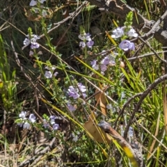 Euphrasia collina subsp. paludosa at Namadgi National Park - 17 Nov 2023 by jeremyahagan