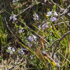 Euphrasia collina subsp. paludosa at Namadgi National Park - 18 Nov 2023 by jeremyahagan