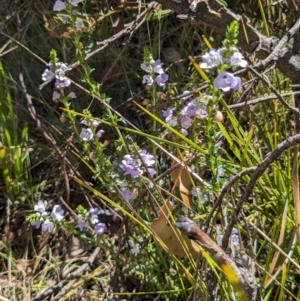 Euphrasia collina subsp. paludosa at Namadgi National Park - 18 Nov 2023 10:45 AM